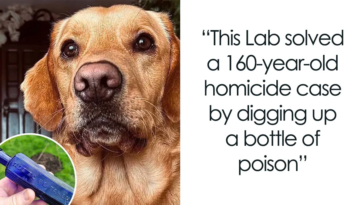 From Rescue Miracles To Emotional Reunions: 32 New Dog Stories Shared By 'We Rate Dogs' 