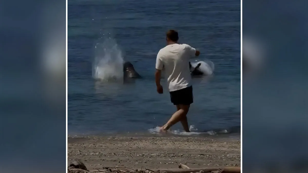 Entitled Tourist Yells "I'm Rich" After Throwing Rock At Beloved Seal, Local Gives Him Instant Karma