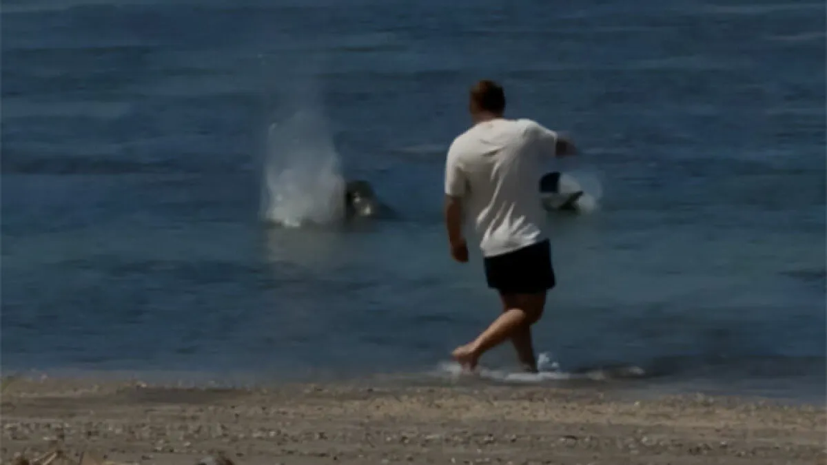 "Arrogant" Tourist Who Threw Rock At Endangered Seal Justifies Attack With Noble Reason