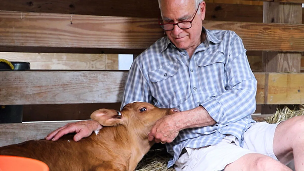 Calf Hits The Jackpot When A Vermont Farmer Spared Him, But His Rescue Turned Into 600 Miles Of Pure Chaos