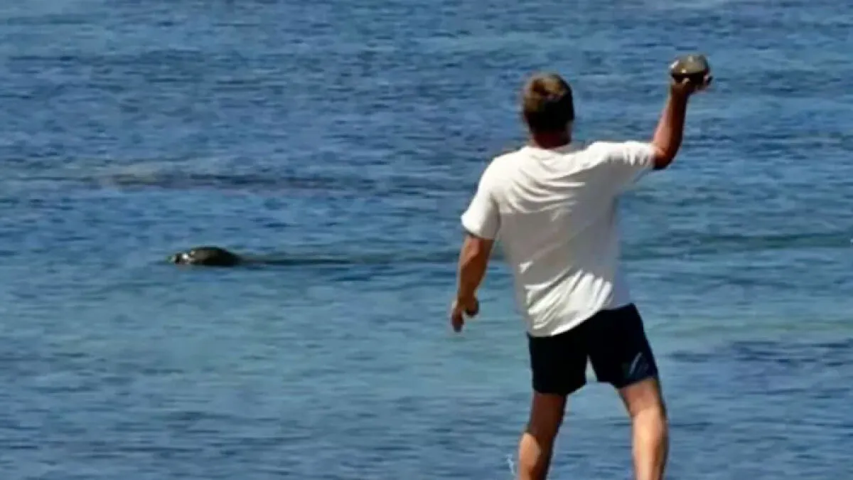 Lawyer For Tourist Who Hurled Rock At Beloved Seal Provides Unusual Justification For His Client's Actions