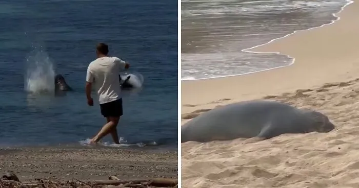 Entitled Tourist Yells "I'm Rich" After Throwing Rock At Beloved Seal, Local Gives Him Instant Karma