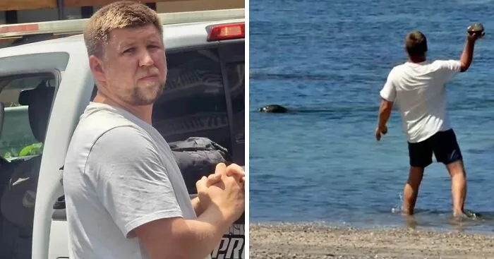Lawyer For Tourist Who Hurled Rock At Beloved Seal Provides Unusual Justification For His Client's Actions