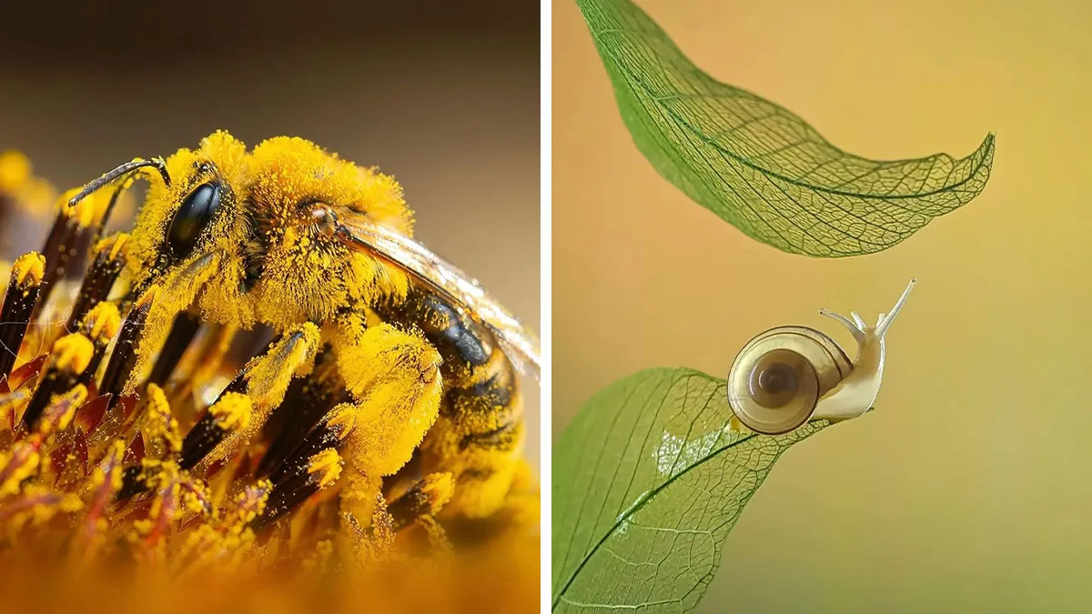 55 Fascinating Macro Photos Shared By This Page That Reveal Tiny Worlds Up Close