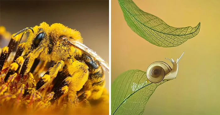 55 Fascinating Macro Photos Shared By This Page That Reveal Tiny Worlds Up Close