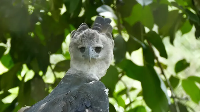 The Harpy Eagle
