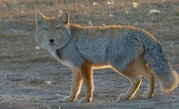 Tibetan Fox 100%