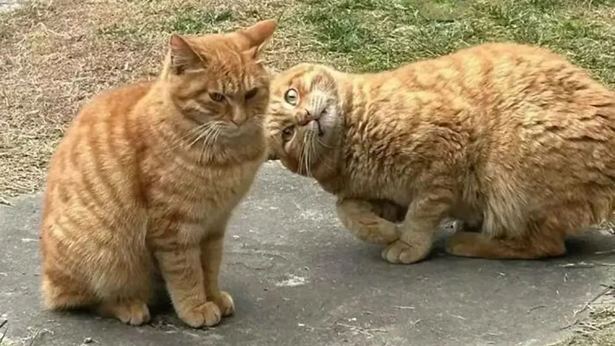 40 Funny Photos Shared By This Page That Prove Cats Are The Internet’s Favorite Tiny Chaotic Creatures