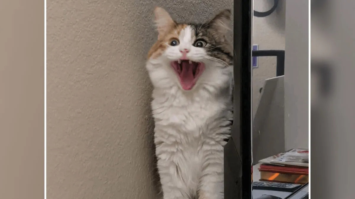 75 Cat Parents Share The Most Hilarious Pics Of Their Felines Yelling In The Cutest Way Possible