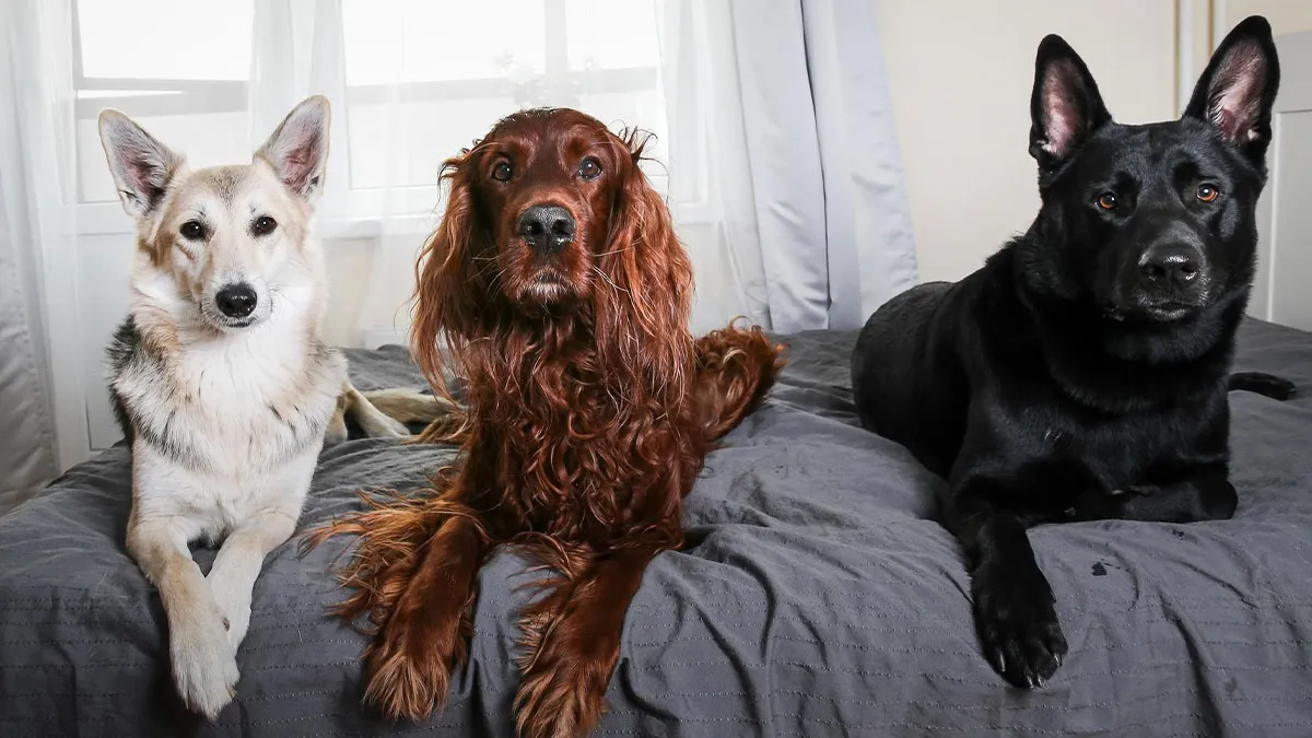 Childfree Daughter Has Meltdown Over “Dog Grandchildren,” Mom Realizes It Is Not About Pets
