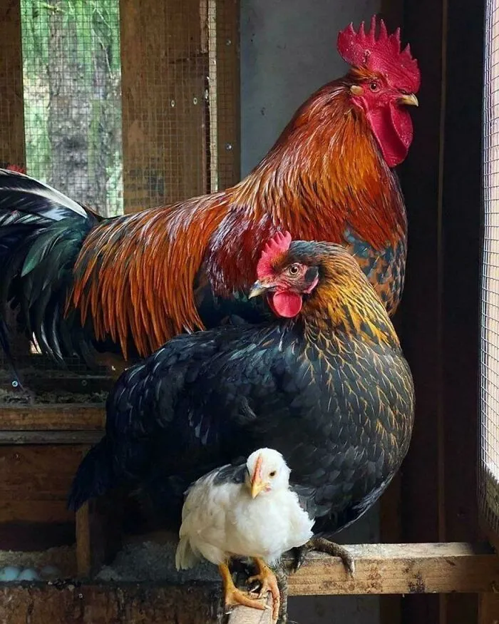 Family Portrait