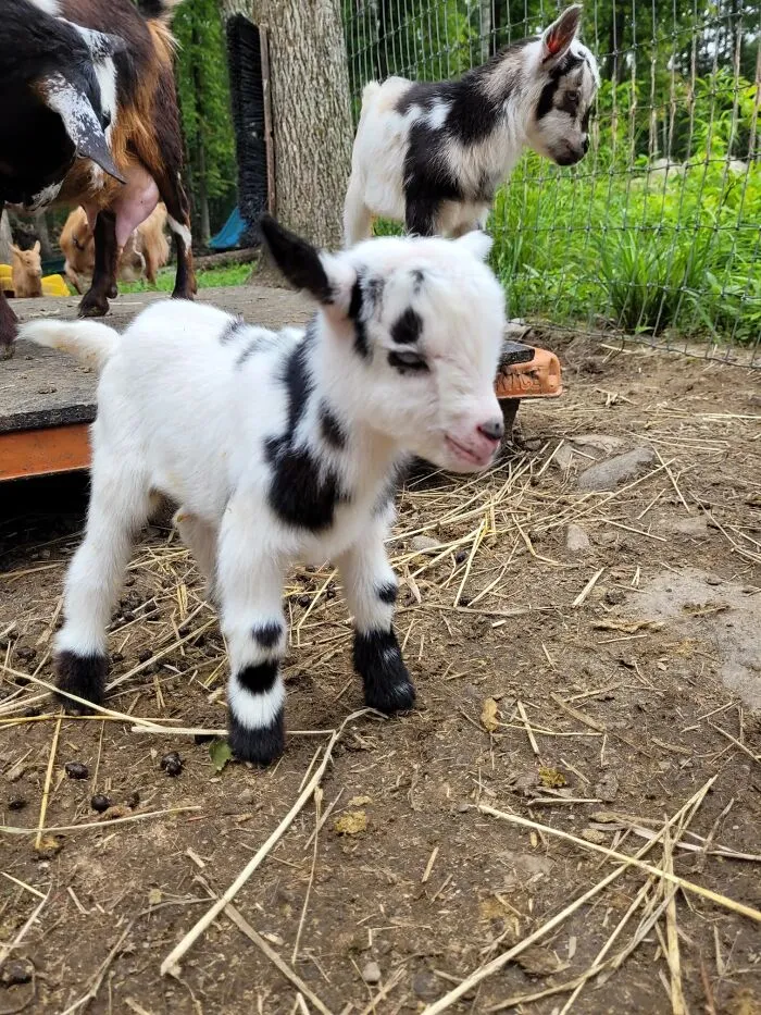 One Of Our 2025 Nigerian Dwarf Bucklings. He Looked Like An Actual Toy, He Was So Adorable!