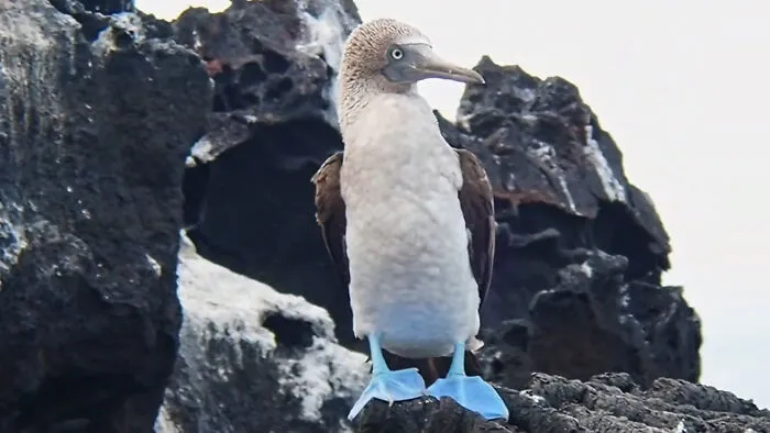 Blue-Footed Booby