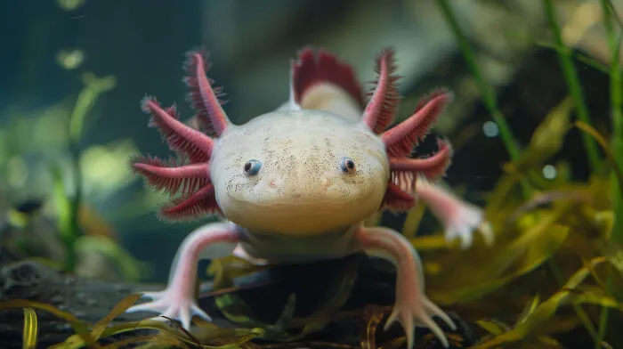 Axolotl