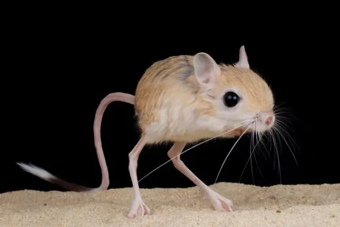 Probably The Jerboa