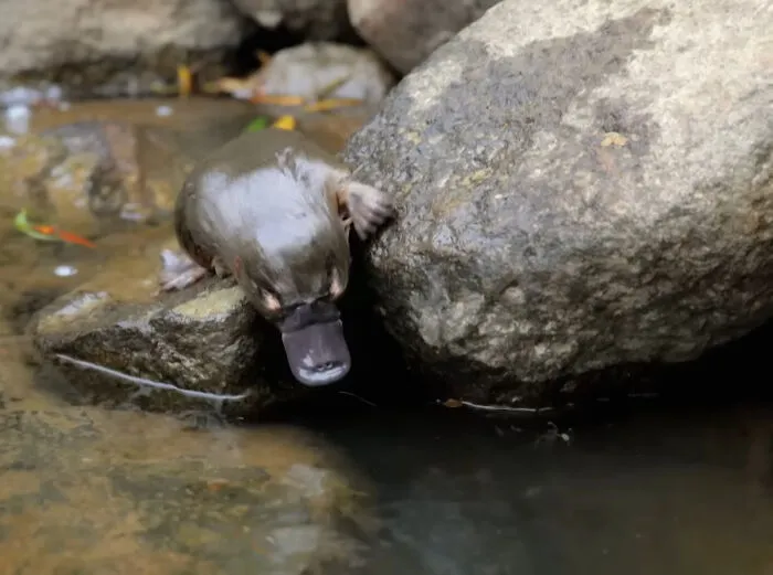 No One Talks About Platypus? Anyone Please 🥹?