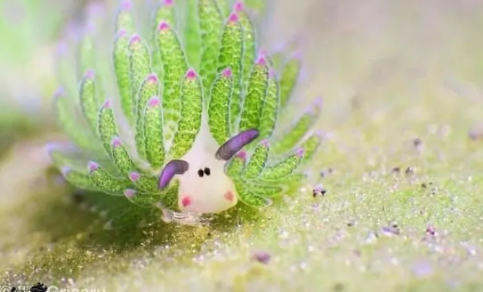 Sea Sheep