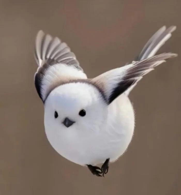 The Japanese Snow Fairy, Native To Hokkaido
