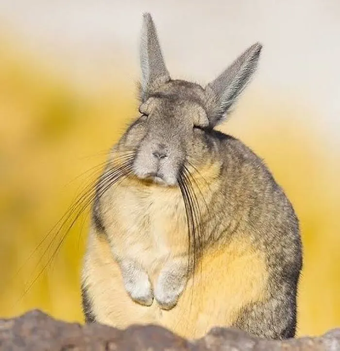 The Viscacha. It Looks Like A Rabbit, A Chinchilla, And A Tired Middle-Aged Man All At Once