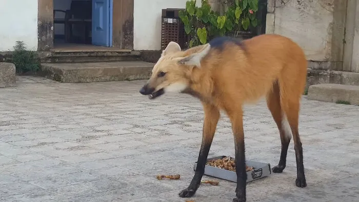 Maned Wolf