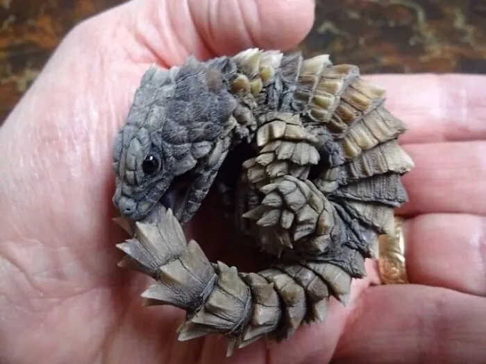 Armadillo Girdled Lizard