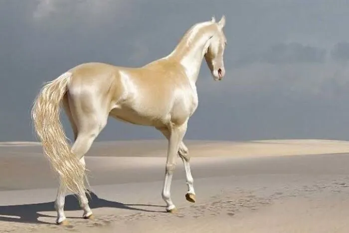 The Akhal-Tekkin Horse Breed. They Look Like They Are Made Of Liquid Bright Gold