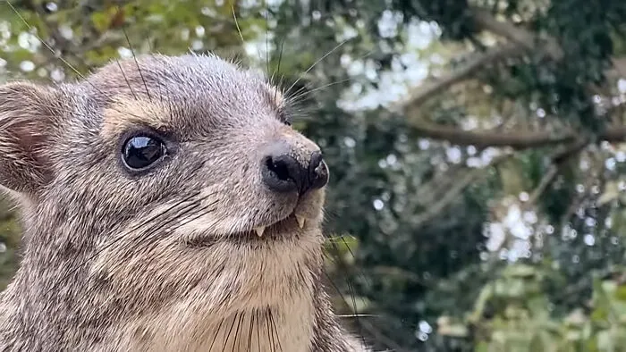 Hydrax Looks Like The Angry Cousin Of The Quokka (Its Actually Not A Rodent And Is Related To Elephants And Manatees!)