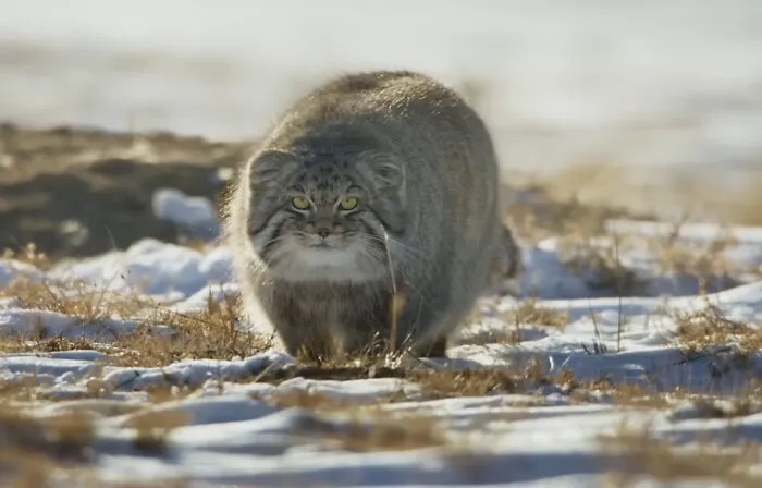 Pallas's Cat
