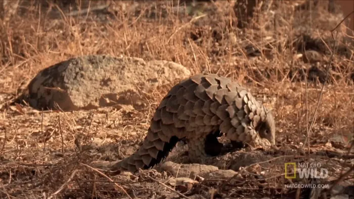 Pangolin