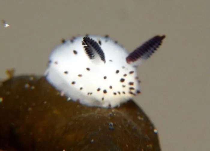 Sea Bunny