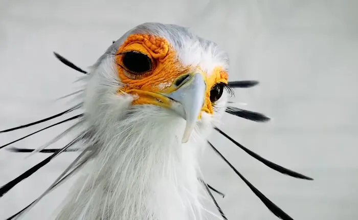 The Secretary Bird