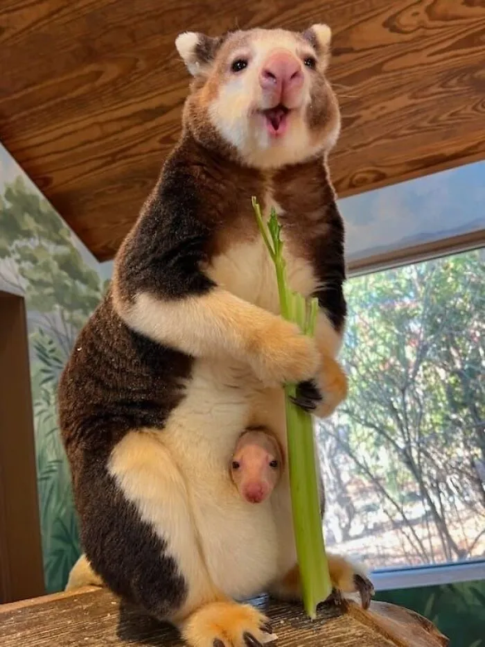 Tree Kangaroo. What Do You Mean There’s A Tree Version?!