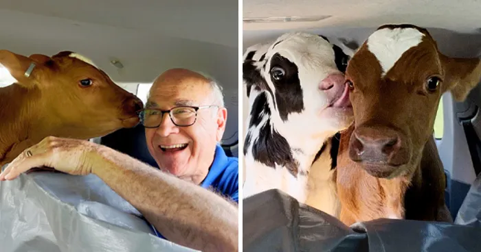 A Father, A Daughter, And Two Rescued Calves: The Unforgettable 600-Mile Journey Behind “Cow Trip”