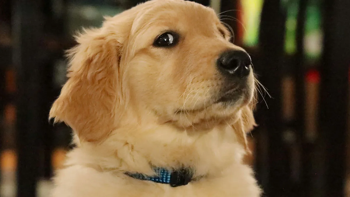 Guy Insists On Keeping The Dog After Breakup, Friend Mortified When He Gets Tired Of It Soon After
