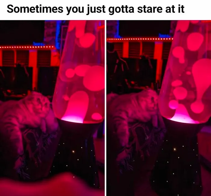 Cat staring at lava lamp meme with red lighting