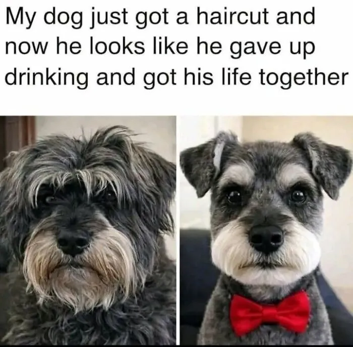 68 Memes So Funny That It Made Folks Wish They Were The Ones Who Shared Them