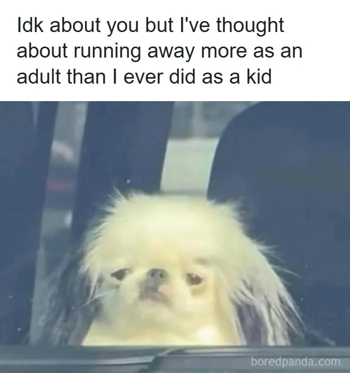 “You’re A Monster In Bed”: 71 Random Memes To Bring Out The Laughter When You Need It Most