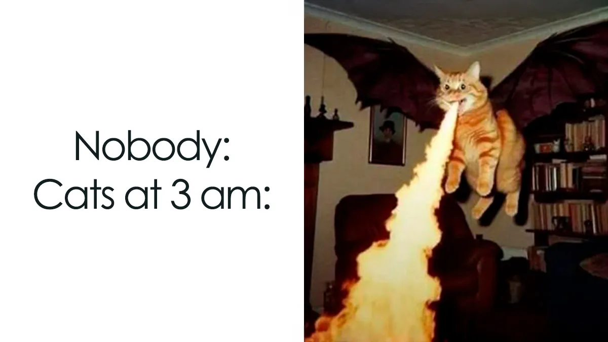 41 Of The Funniest And Cutest Cat Posts Shared By This Page (New Pics)