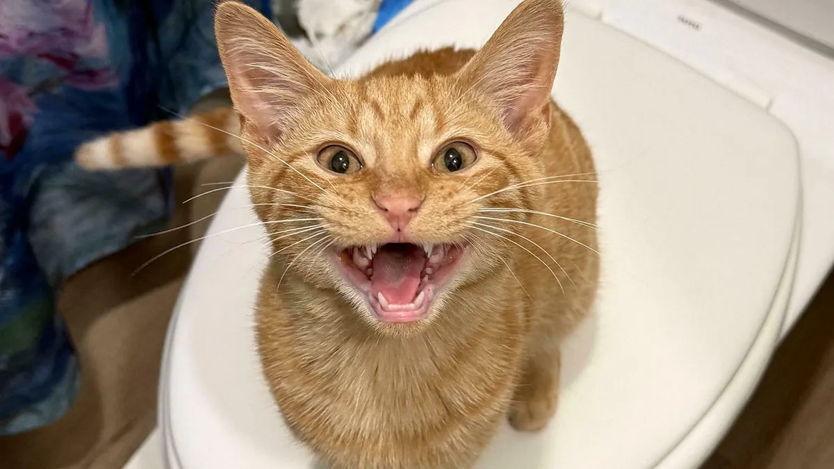 75 Funny Cats Who Refused To Stay Quiet (New Pics)