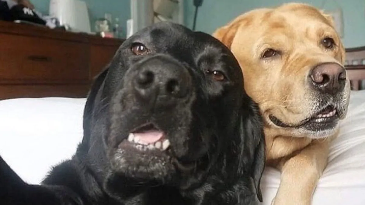 81 Funny Animal Memes That Might Melt Your Heart And Make You Laugh