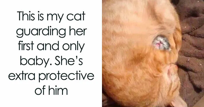 81 Funny Animal Memes That Might Melt Your Heart And Make You Laugh