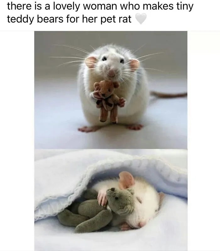 70 Randomly Funny Memes To Fix Your Mood