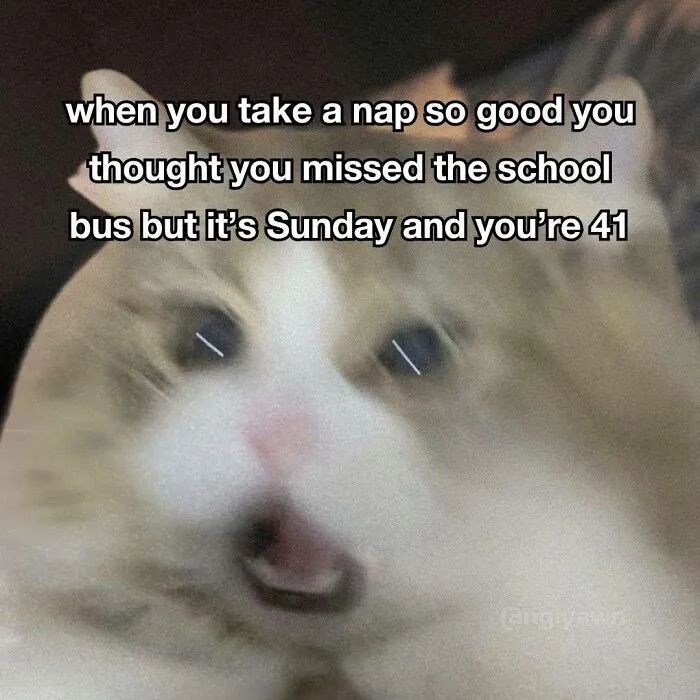 70 Randomly Funny Memes To Fix Your Mood
