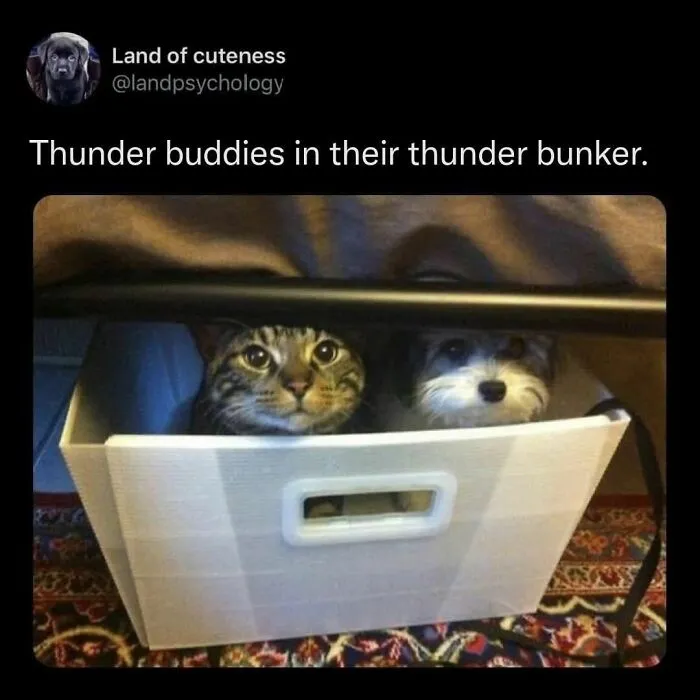 70 Randomly Funny Memes To Fix Your Mood