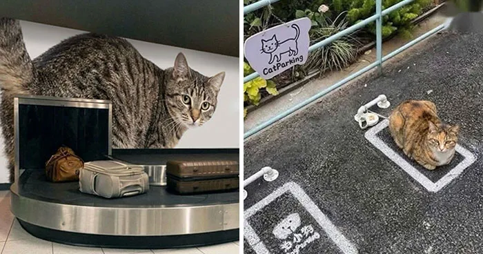 ‘Soft Cat Memes’: 45 Cute And Hilarious Pics for Your Daily Dose Of Feline Fun (New Pics)