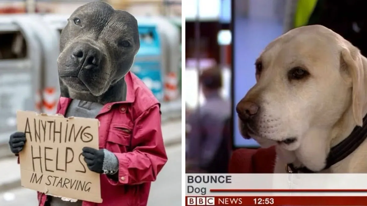 This Page Shared 38 Dog Memes That Capture How Hilariously Strange Canine Logic Is