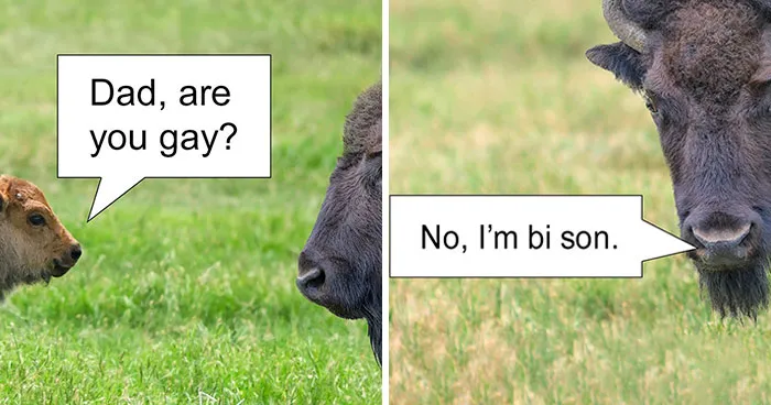 85 Dad Jokes That Shouldn’t Be Funny But Somehow Are Every Single Time (New Pics) 
