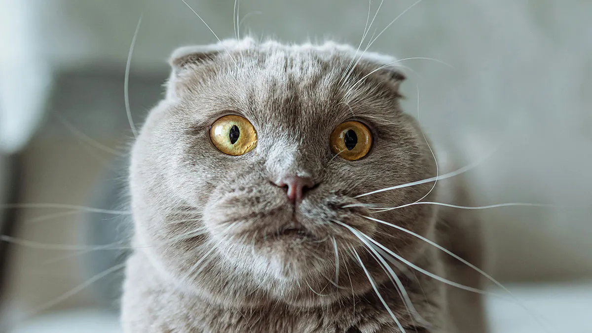 55 Hilariously Accurate Cat Tweets That Every Cat Owner Should Recognize Immediately
