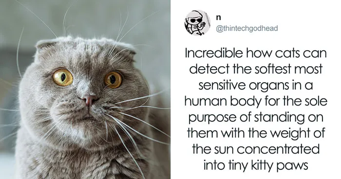 55 Hilariously Accurate Cat Tweets That Every Cat Owner Should Recognize Immediately