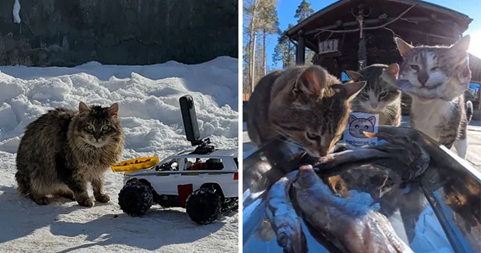 40 Times Stray Animals Received Meals Via Drone And Remote Control Car Operated By This Guy (New Pics)